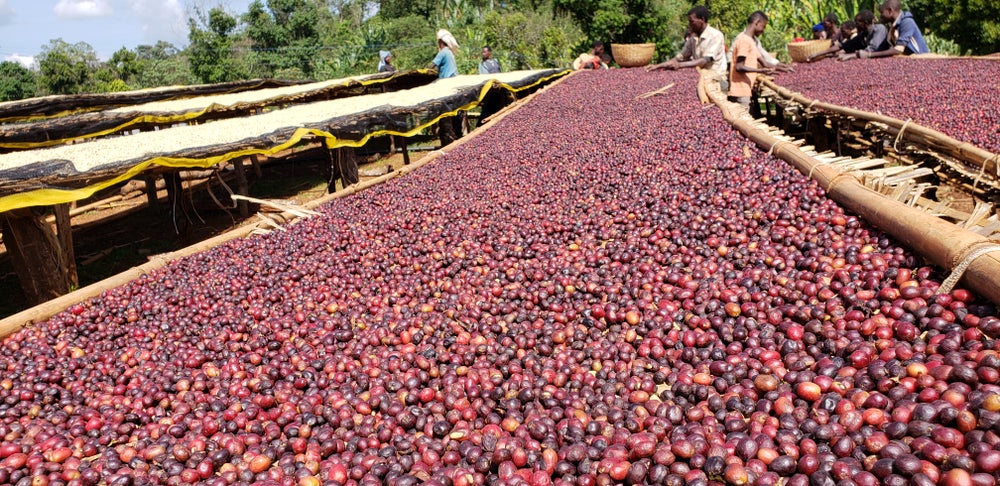 Ethiopia Guji Hambela (Wine Process) - Natural Gr 1