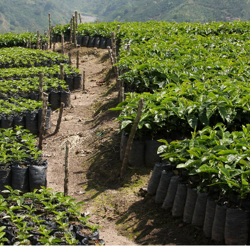 Colombia Las Moras Natural