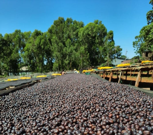 Ethiopia Worka Chelichele GR1 – Natural Anaerobic